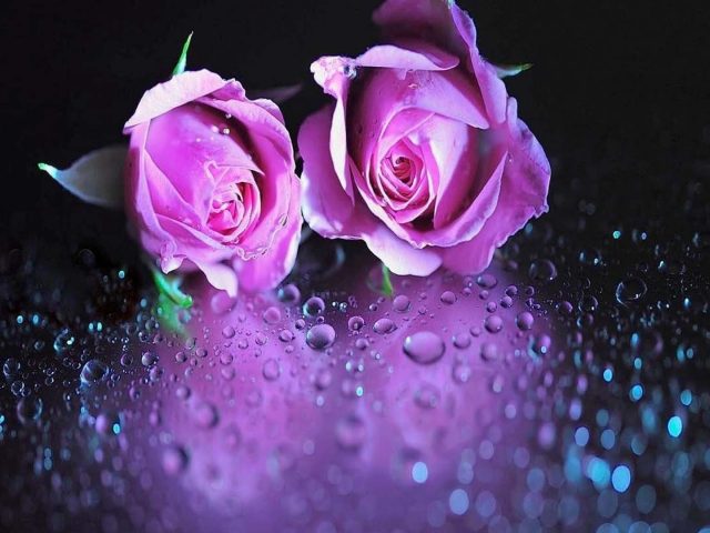 Розовый цветок капли воды абстрактные