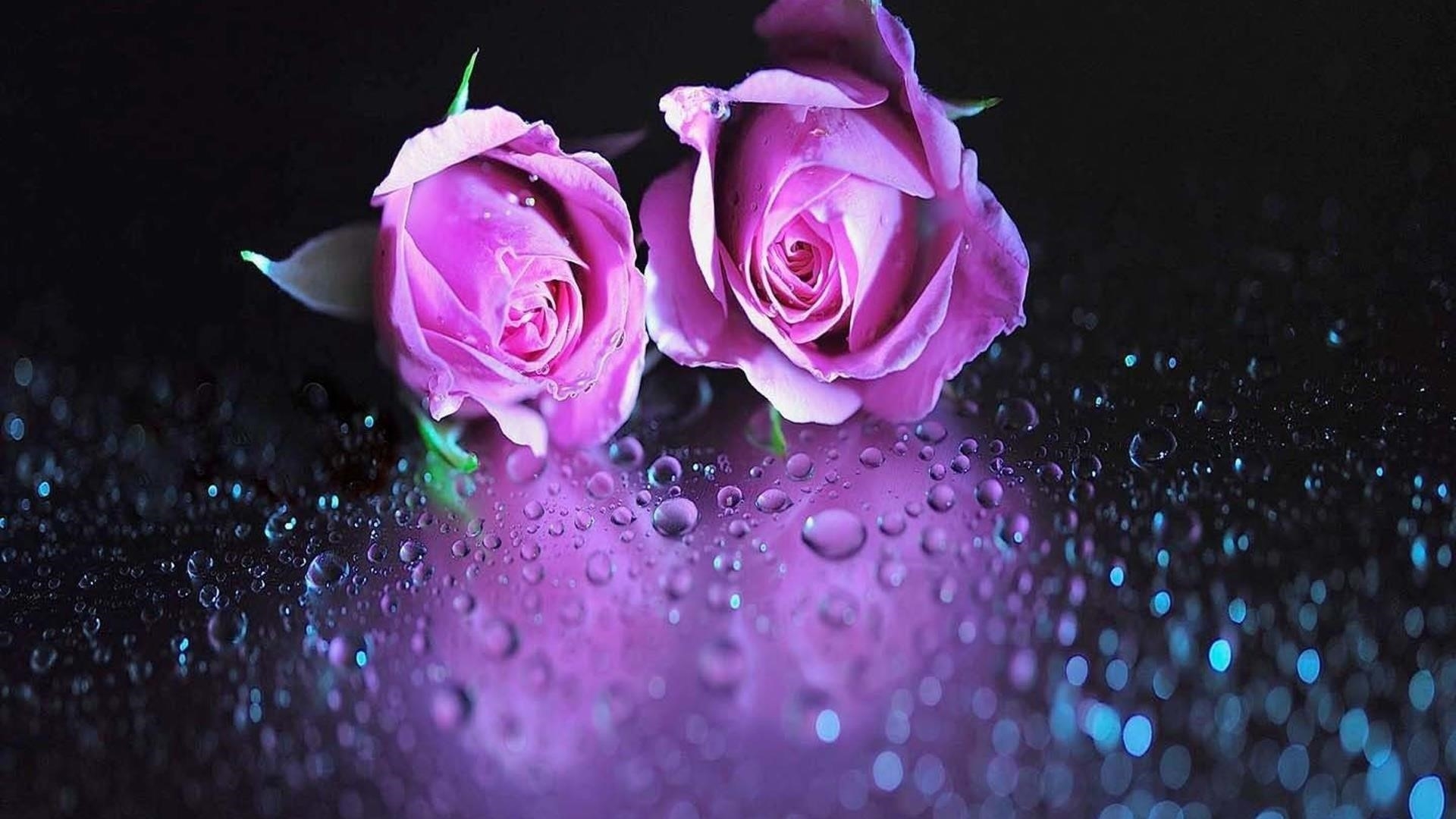 Розовый цветок капли воды абстрактные обои скачать