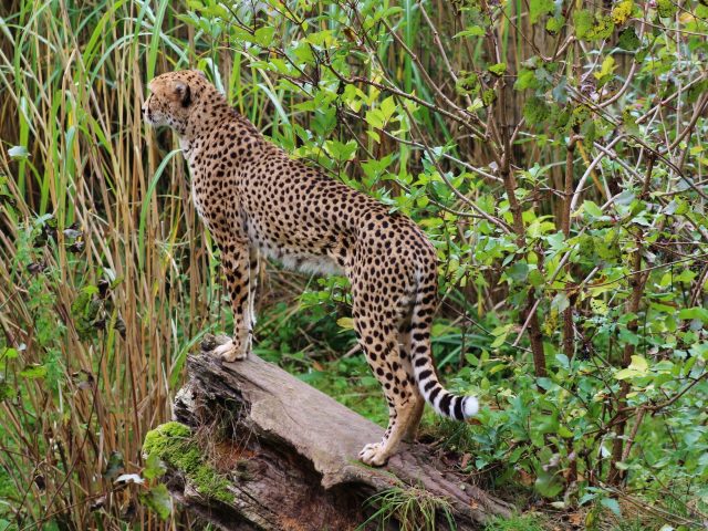 Леопард большая кошка пятнистый хищник