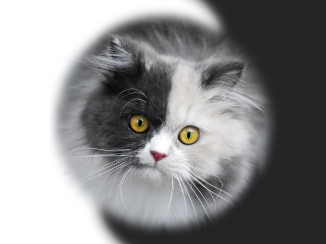 Желтые глаза черно белая кошка котенок кошка