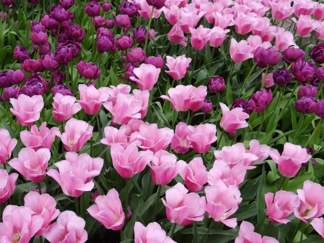 Светло-розовые фиолетовые цветы тюльпана полевые цветы