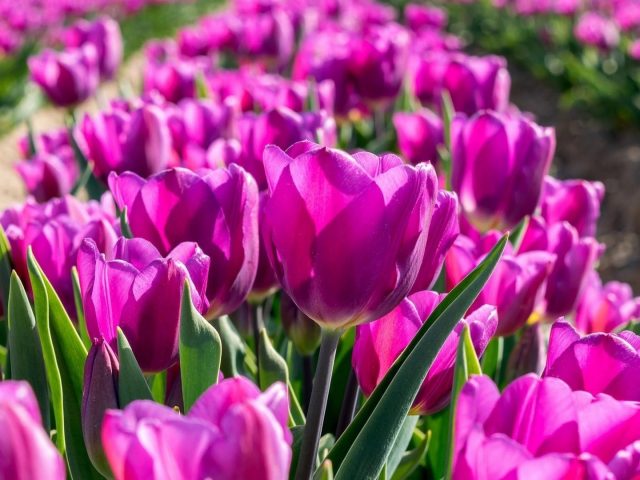 Темно-фиолетовые цветы тюльпана полевые цветы на синем фоне