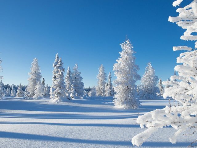 Заснеженные деревья на снежном поле в дневное время с теневой природой