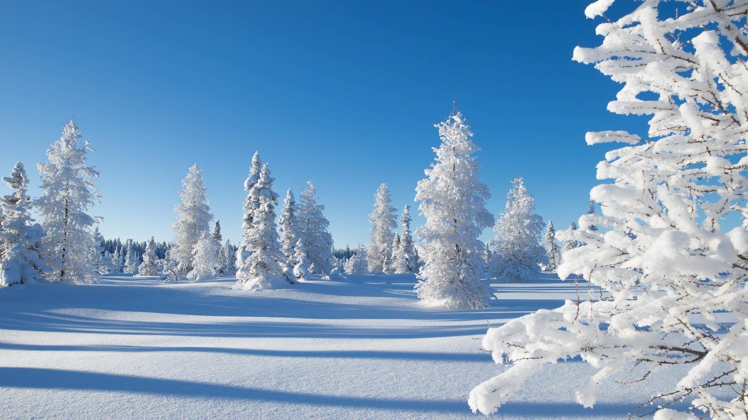 Заснеженные деревья на снежном поле в дневное время с теневой природой обои скачать