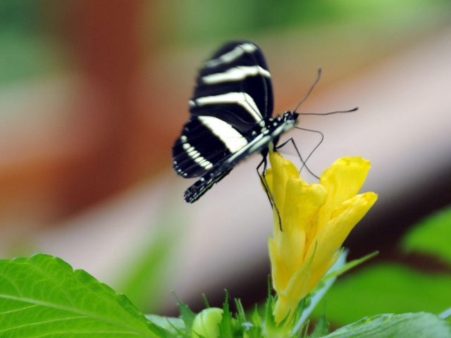 Желтые черные линии бабочка на желтом цветке на зеленом синем фоне бабочка