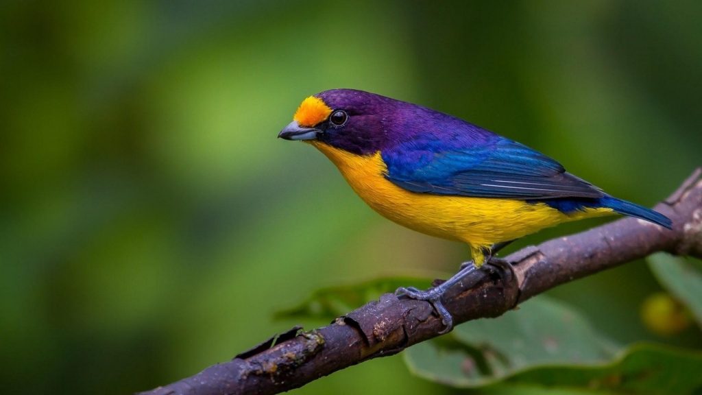 Сине желтая птица стоит на ветке дерева в размытом зеленом фоне птицы обои скачать