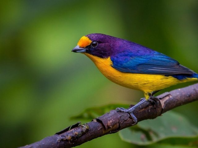 Сине желтая птица стоит на ветке дерева в размытом зеленом фоне птицы