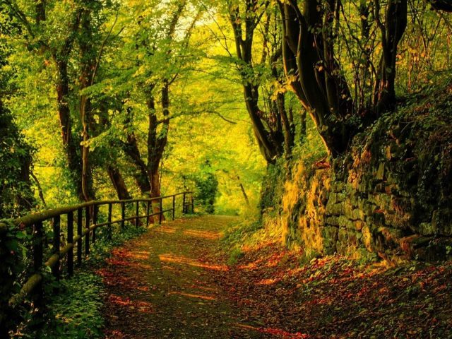 Тропинка между забором и каменной скалой в лесу окруженная зелеными осенними деревьями природа