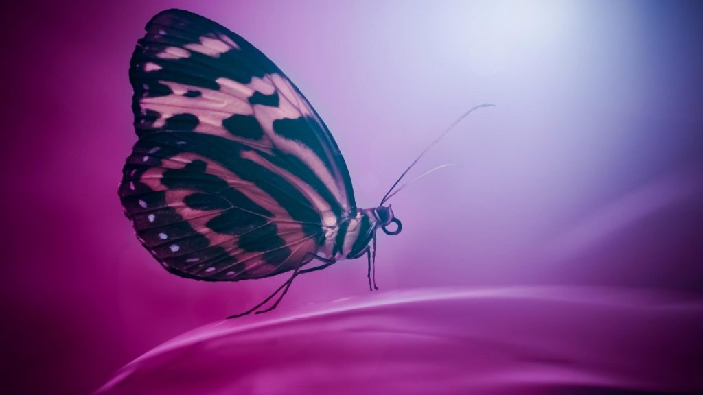 Розово-черная дизайнерская бабочка на темно-фиолетовом фоне бабочка обои скачать