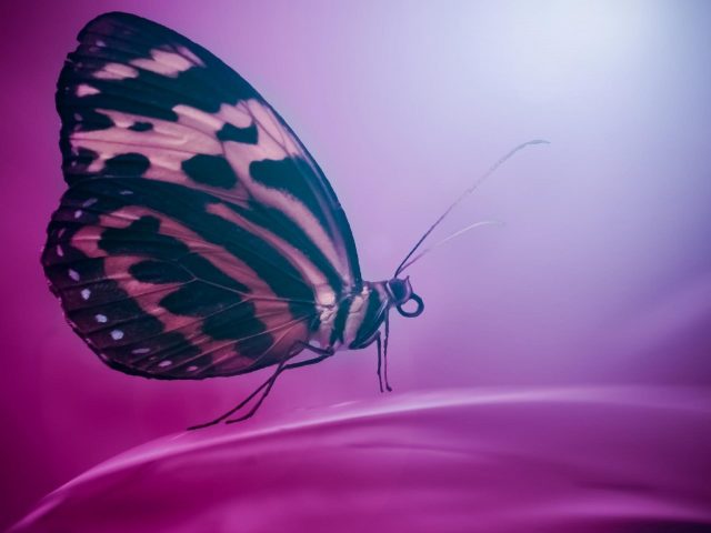 Розово-черная дизайнерская бабочка на темно-фиолетовом фоне бабочка