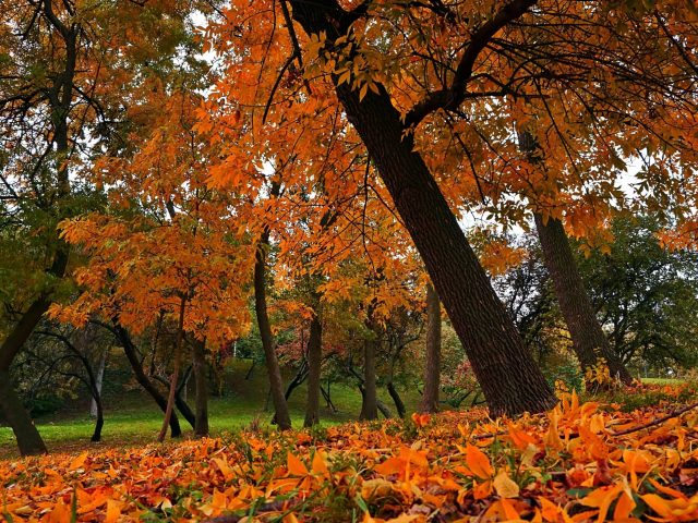 Оранжевые сухие листья на земле упавшие с деревьев в лесной природе