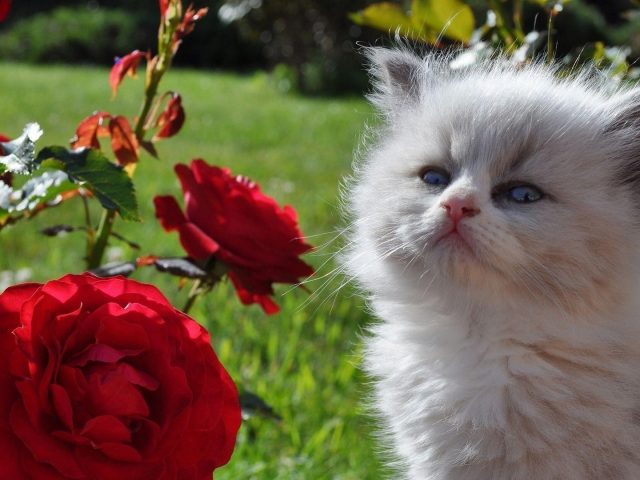 Голубоглазый белый пушистый котенок котенок стоит рядом с цветами красной розы котенок