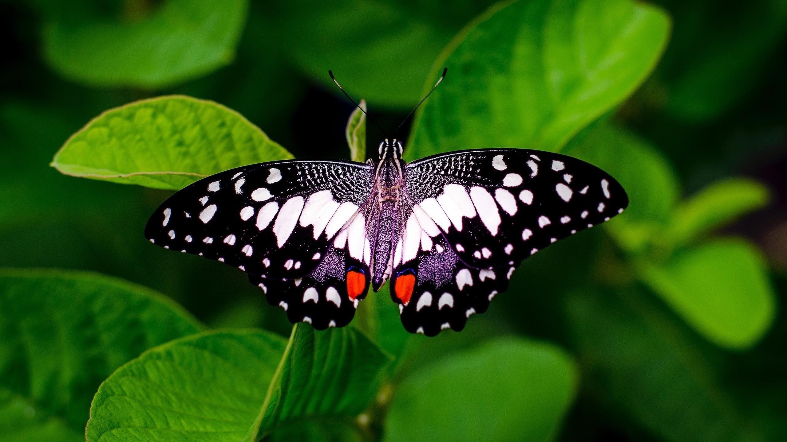 Черно белая бабочка на зеленом листе животные обои скачать