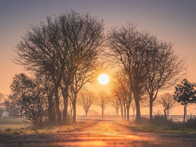 Рассветы и закаты деревья солнце туман