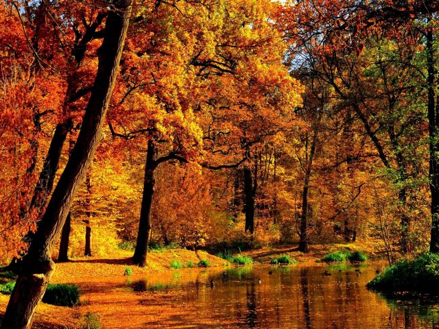 Пруд между зелеными желтыми осенними деревьями с отражением дневной природы