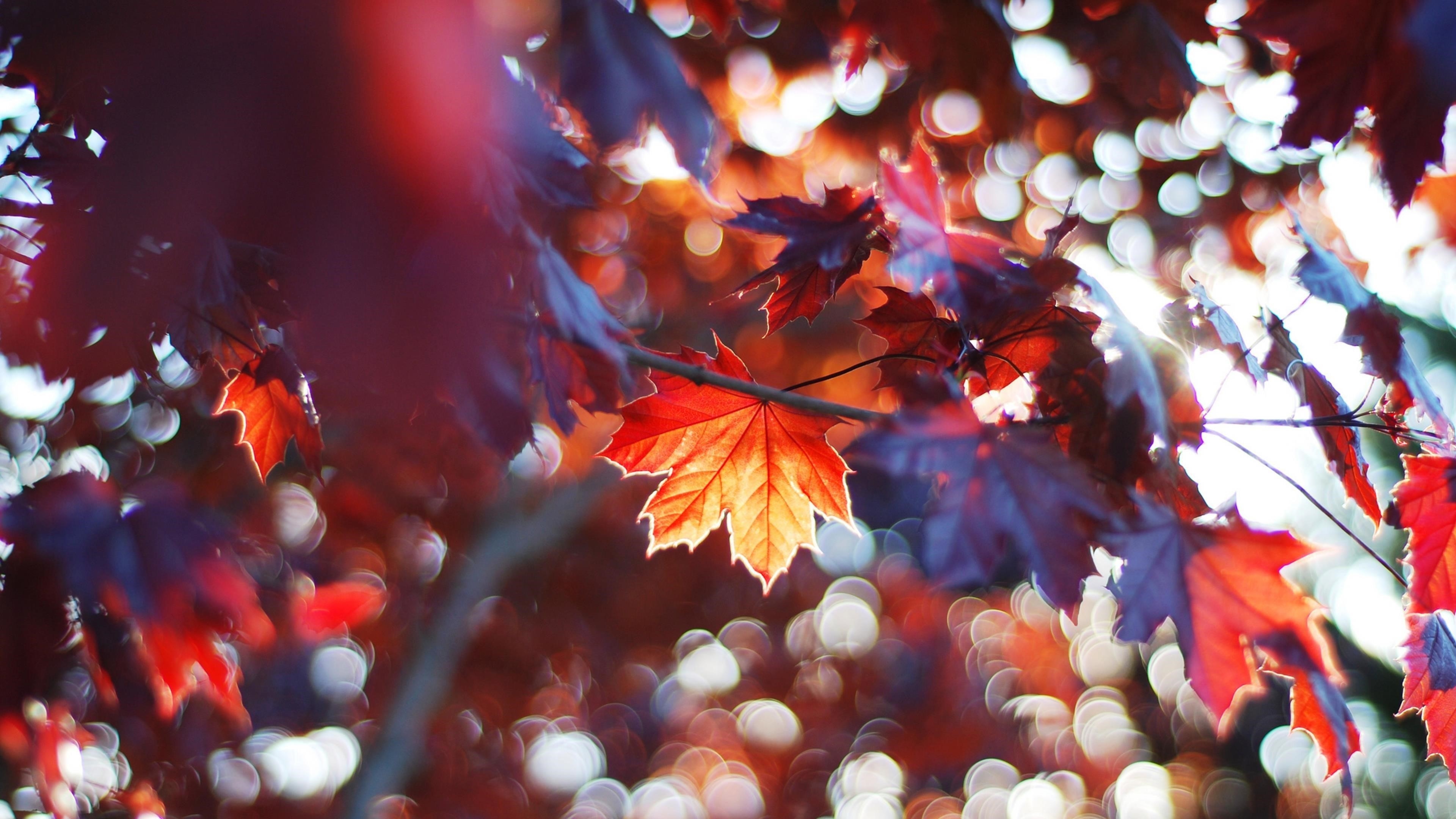 Красочные осенние листья деревьев с солнечным лучом в размытом фоне природы обои скачать