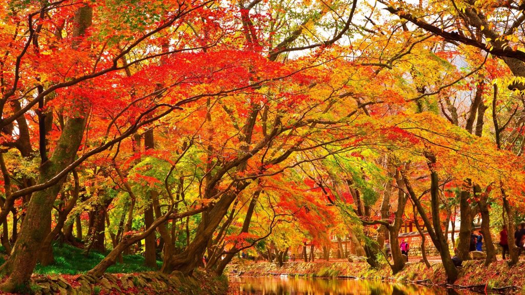 Река между красно-зелеными осенне-весенними деревьями парка природа обои скачать