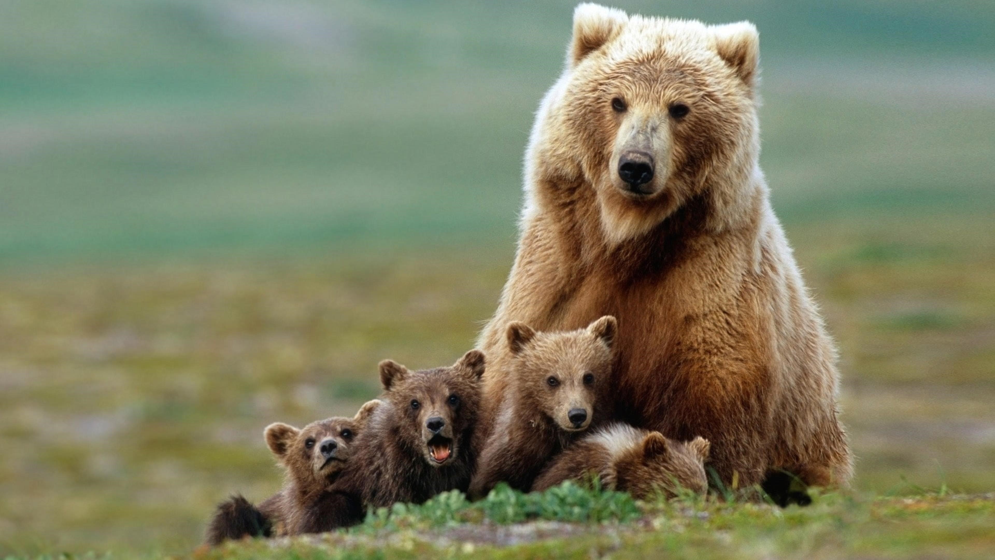 Гризли большой медведь и медвежата на зеленой траве в размытом фоне животных обои скачать