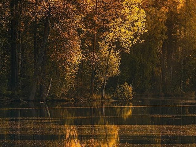 Желтые осенние листья, ветви деревьев, отражение на реке в дневное осеннее время