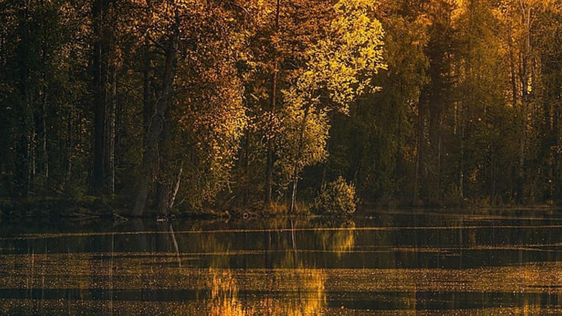 Желтые осенние листья, ветви деревьев, отражение на реке в дневное осеннее время обои скачать