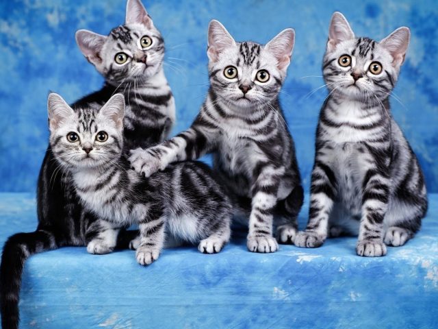 Четыре милых черно-белых котенка на небесно-голубом фоне животных