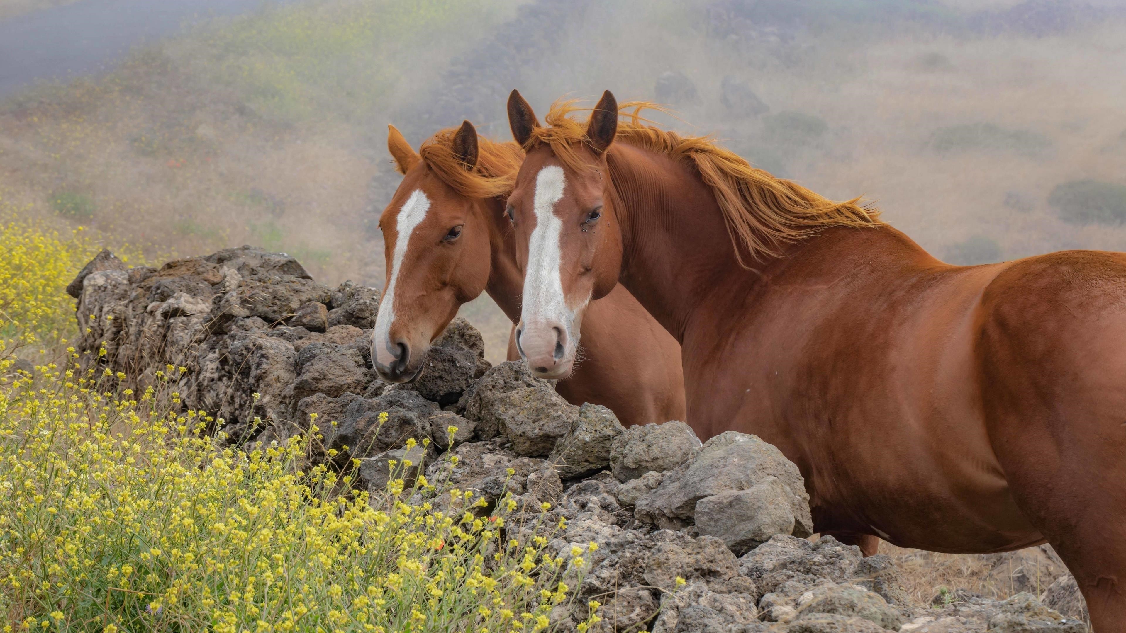 Две бурые лошади стоят возле скалы в дневное время животные обои скачать