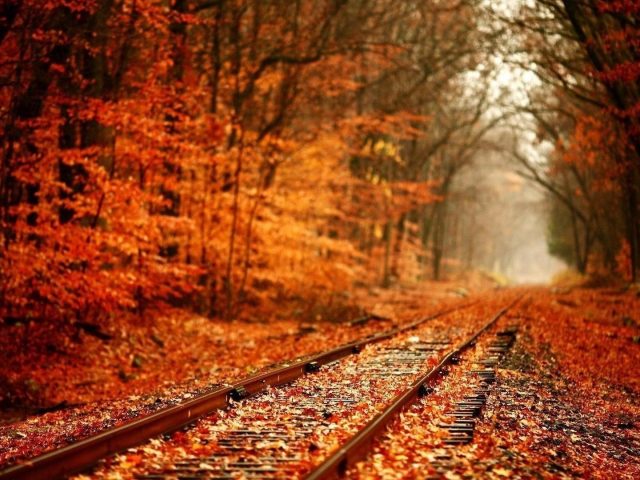 Железная дорога между красно коричневыми деревьями на размытом фоне природы