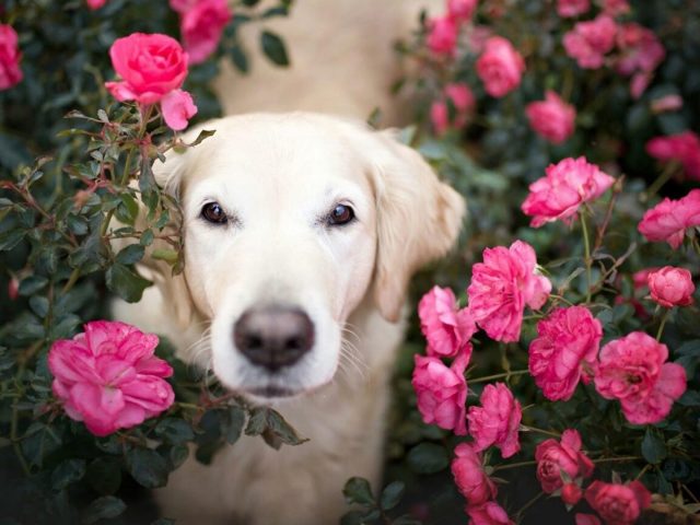Собака лабрадор ретривер между розовыми цветами розы с зелеными листьями растения собака