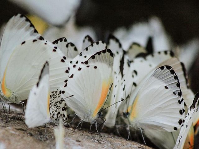 Букет белых черных бабочек на черном фоне бабочка