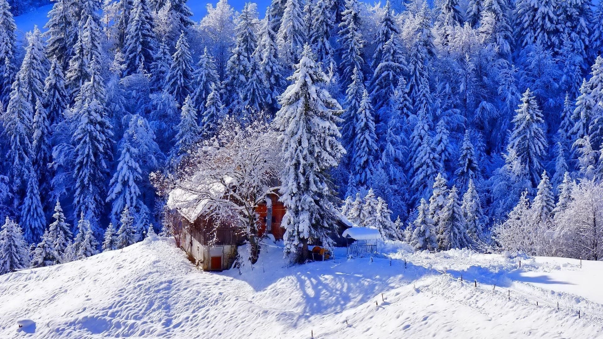 Заснеженный дом в окружении заснеженных сосен в дневное время зимы обои скачать