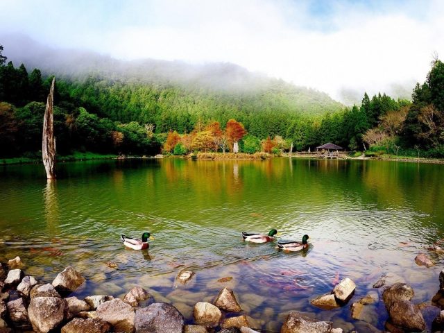 Красочный лебедь плывет по озеру в окружении зеленых деревьев под голубым небом природы
