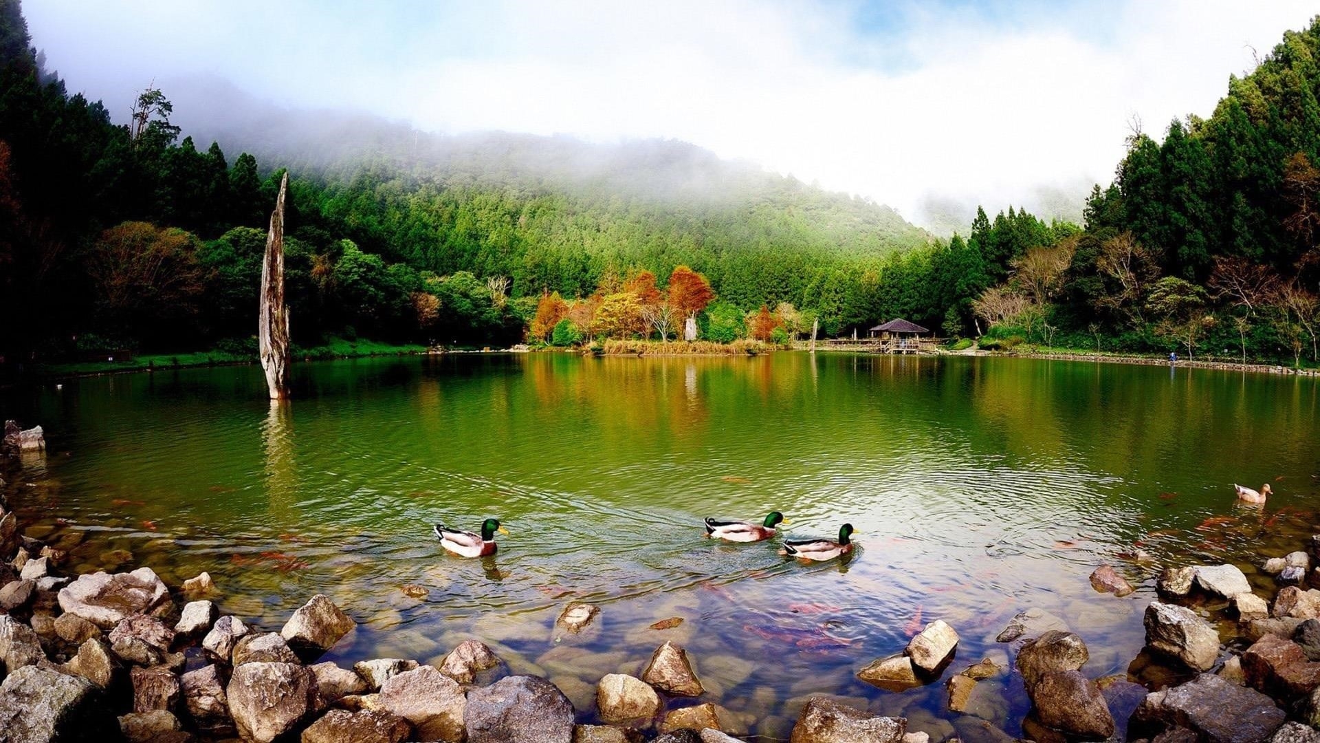 Красочный лебедь плывет по озеру в окружении зеленых деревьев под голубым небом природы обои скачать
