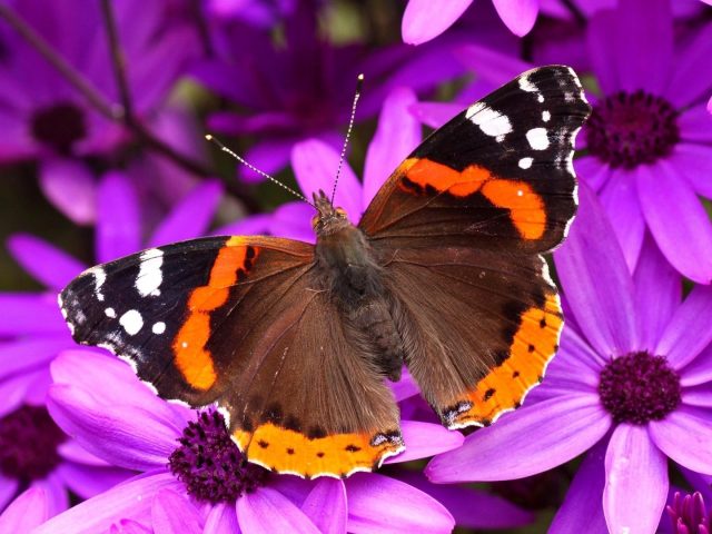 Оранжево-коричневая черная бабочка на фиолетовых цветах бабочка