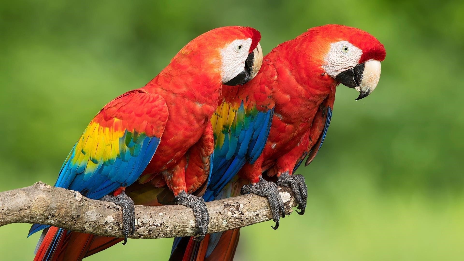Два красных синих желтых попугая сидят на ветке дерева на зеленом фоне животных обои скачать