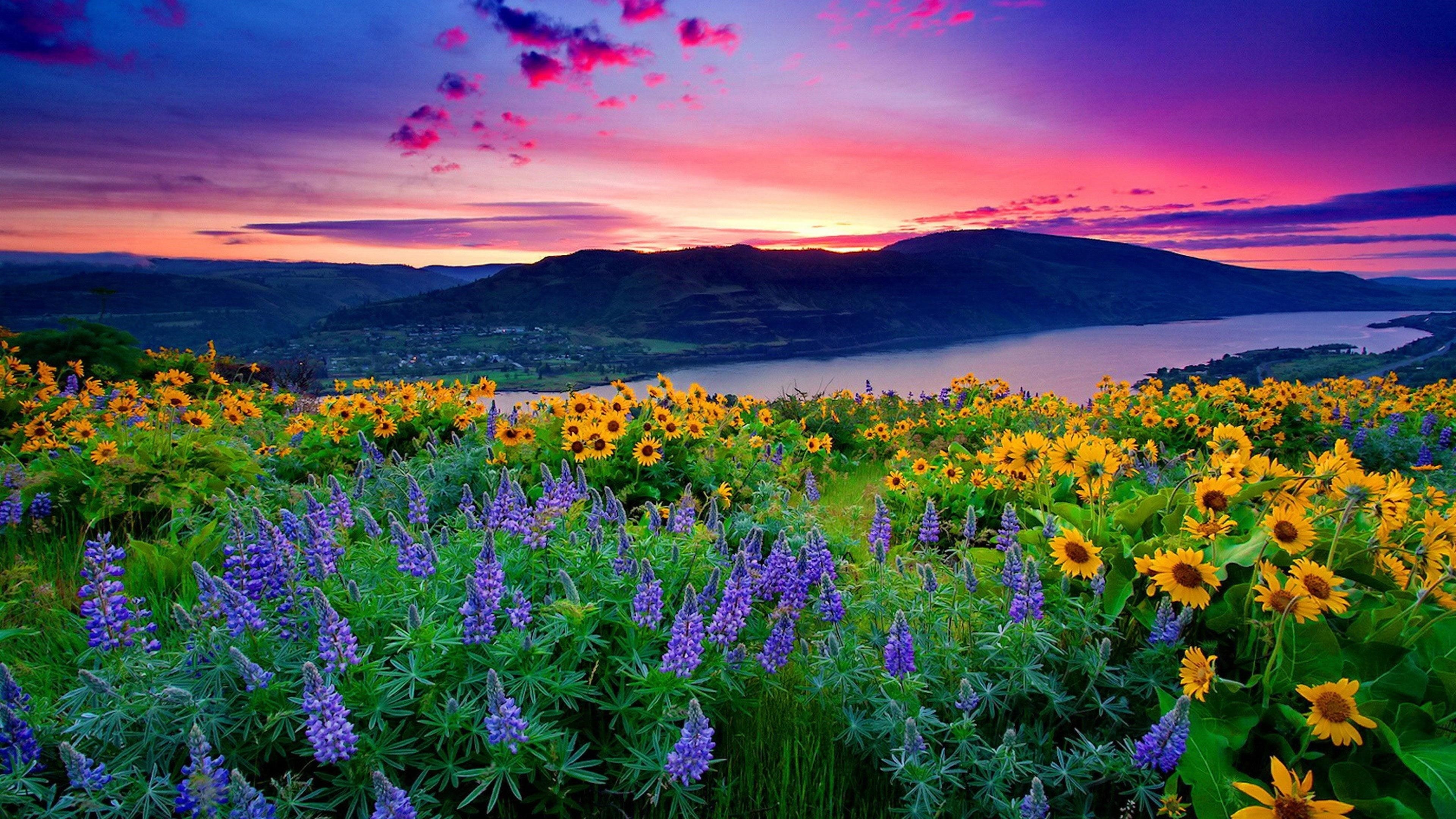 Пейзаж из желтых цветов и голубых горных озер холмы под красными облаками закат природа обои скачать