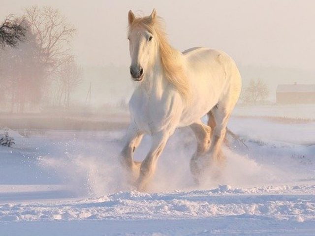 Белая лошадь бежит по белому снежному полю, лошадь