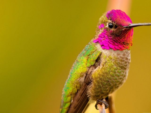 Длинный клюв розово-зеленый колибри Анны самец птицы на размытом фоне птицы