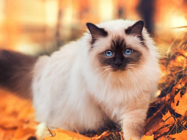 Голубые глаза черно-белая меховая кошка на желтых листьях, стоящая на сине-желтом фоне кошка