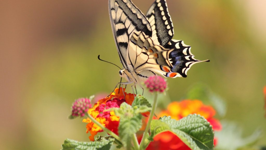 Желто-черная оформленная бабочка на оранжево-розовых цветах на сине-зеленом фоне бабочка обои скачать