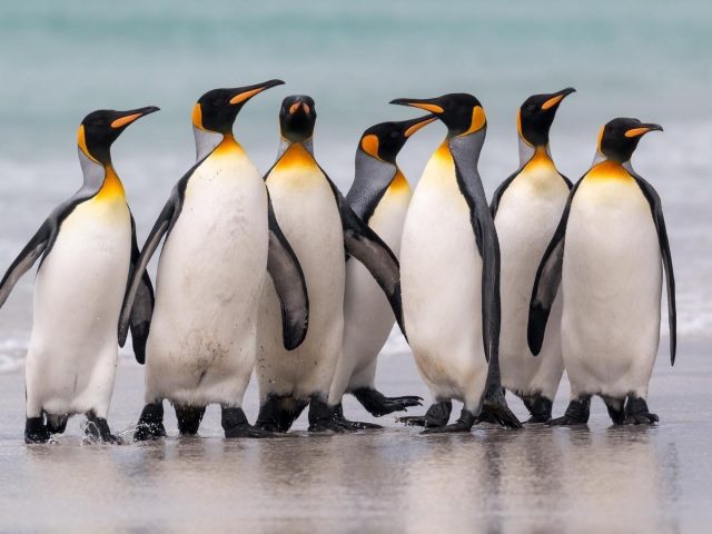 Несколько пингвинов стоят на песке пляжа в океанских волнах на фоне пингвинов