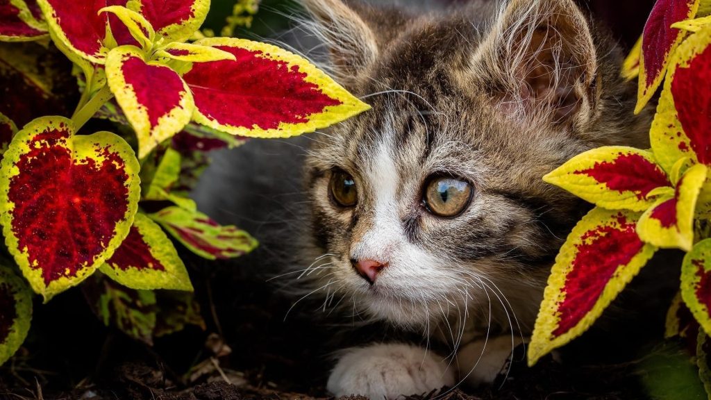 Милый коричневый черный котенок-кошка между желто-красными листьями котенок обои скачать