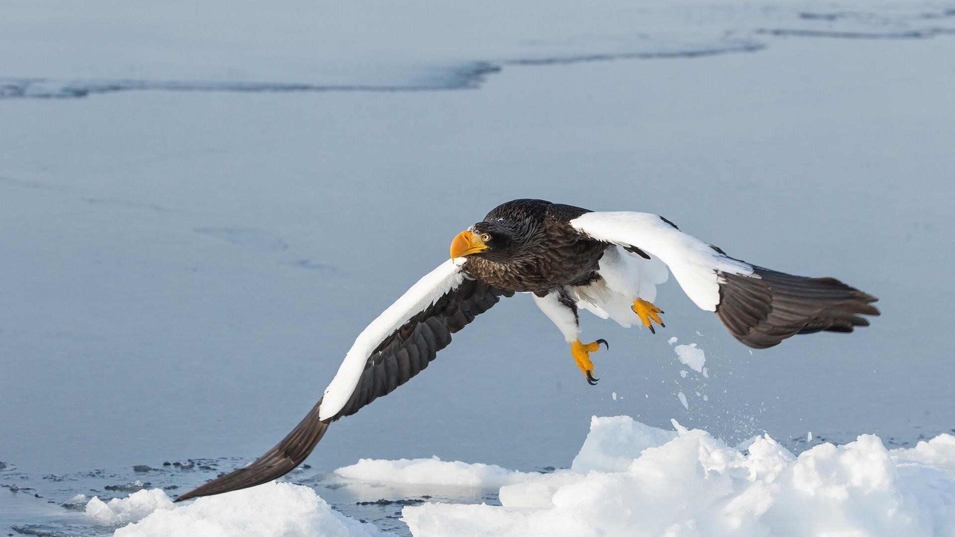 Белоголовый орлан взлетает со снежного поля зверей обои скачать