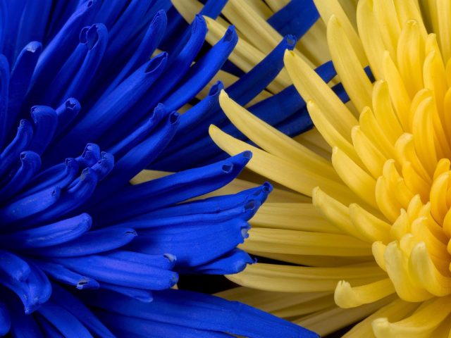Цветы голубые желтые лепестки